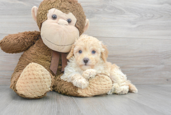 Cavapoo Pup Being Cute