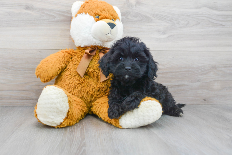 Cavapoo Pup Being Cute