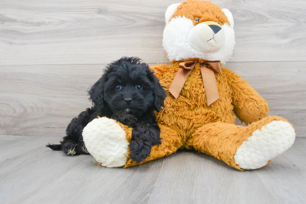 Cavapoo Pup Being Cute