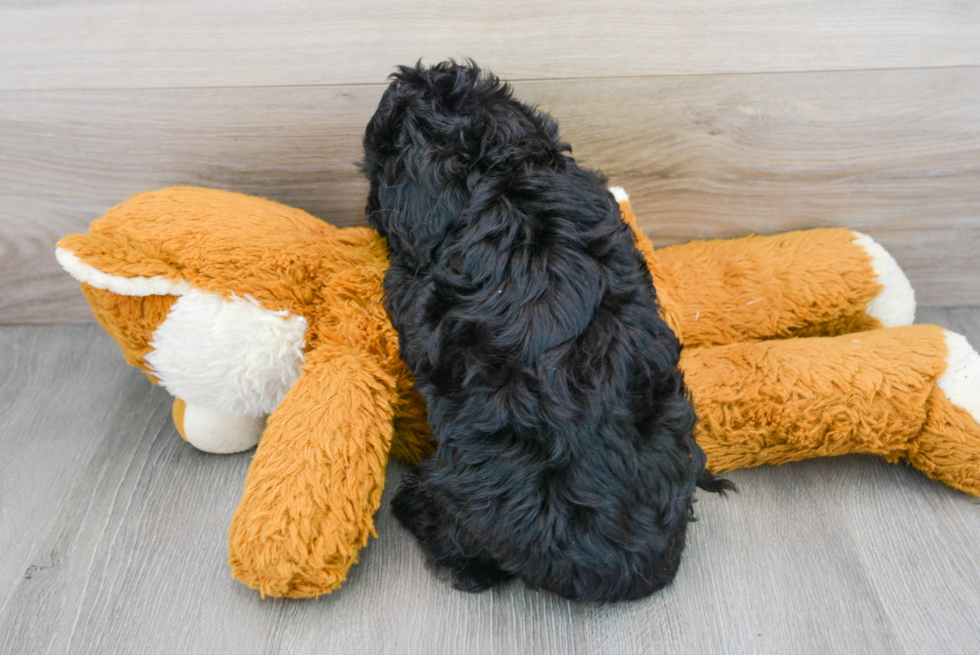 Funny Cavapoo Poodle Mix Pup