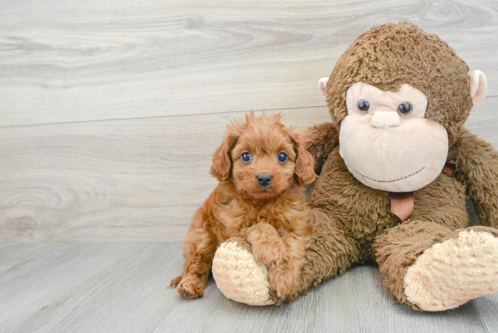 Cavapoo Pup Being Cute