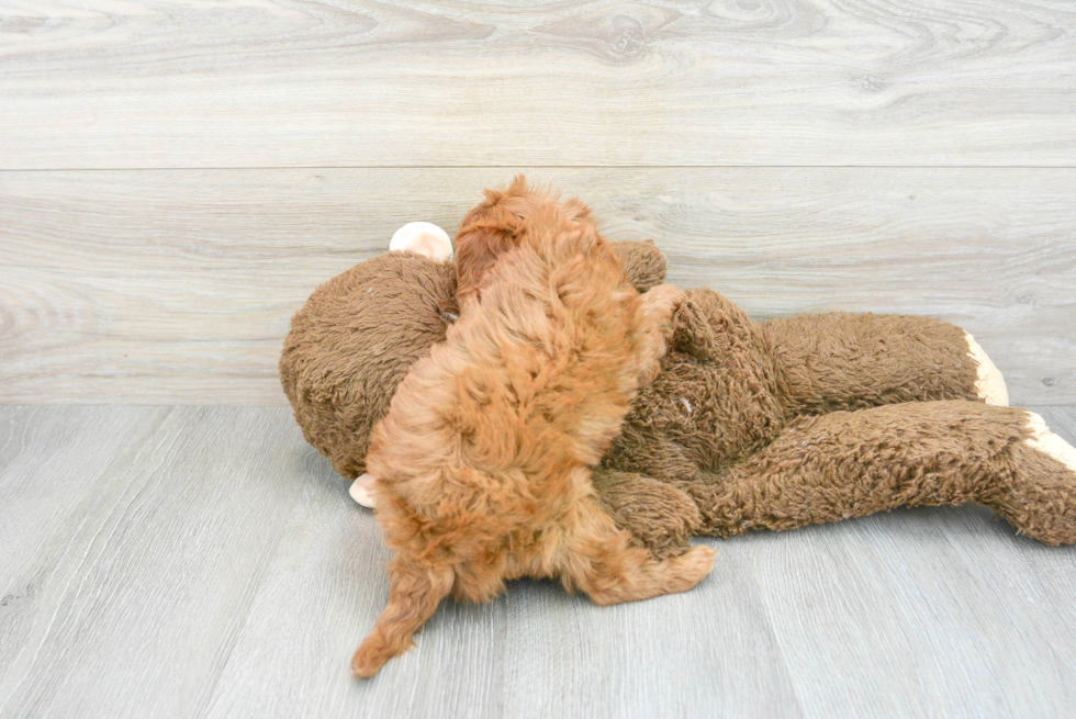 Fluffy Cavapoo Poodle Mix Pup