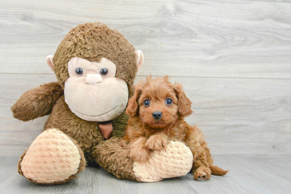 Cavapoo Pup Being Cute