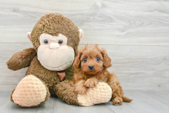 Cavapoo Pup Being Cute