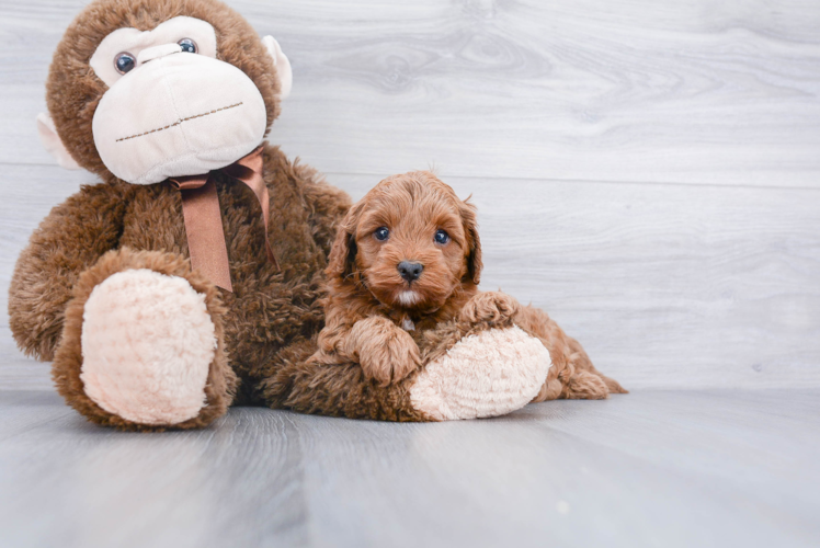 Adorable Cavoodle Poodle Mix Puppy