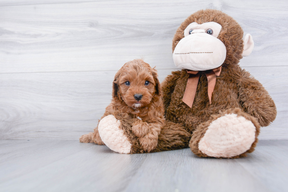 Smart Cavapoo Poodle Mix Pup