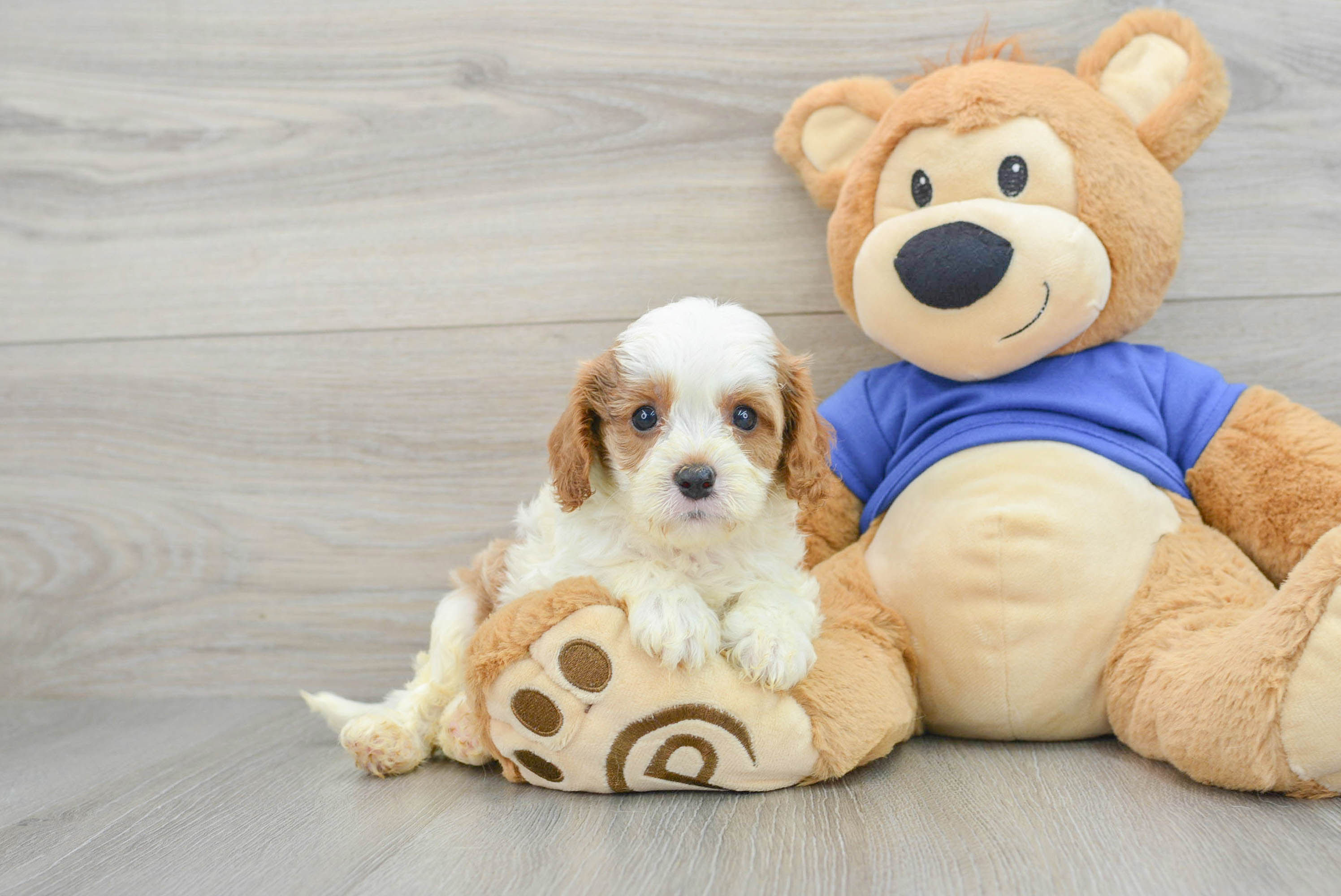 Best Cavapoo Baby