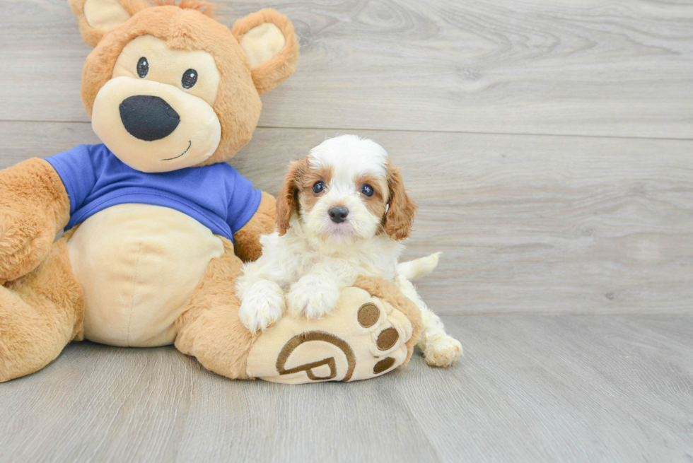 Hypoallergenic Cavoodle Poodle Mix Puppy