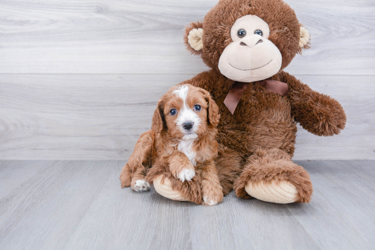 Popular Cavapoo Poodle Mix Pup