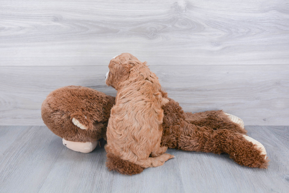 Happy Cavapoo Baby