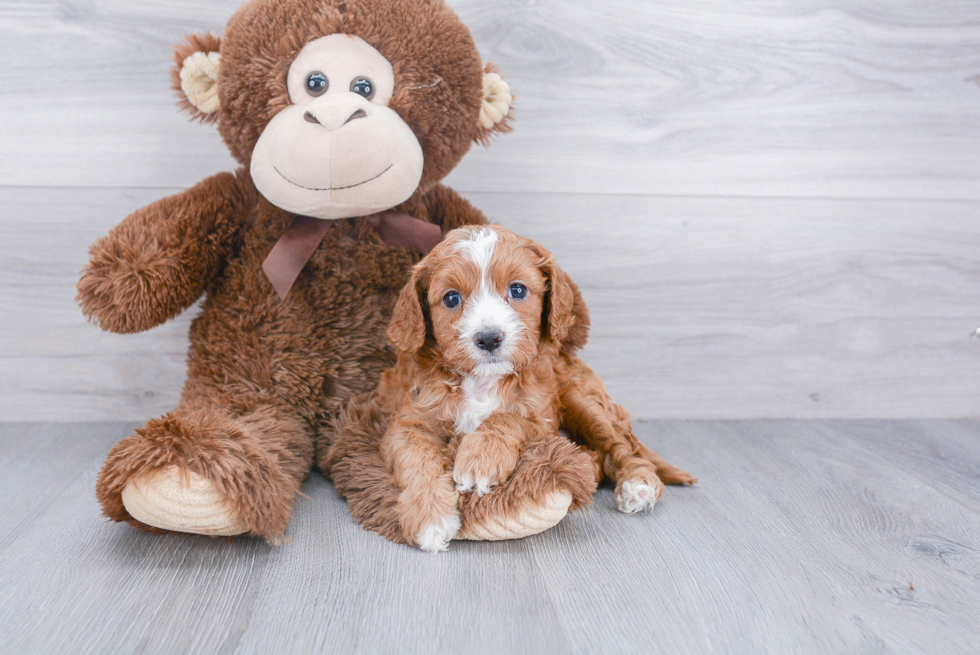 Cavapoo Pup Being Cute