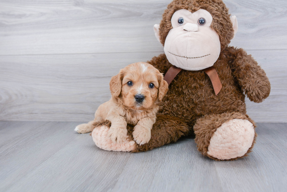 Cavapoo Puppy for Adoption