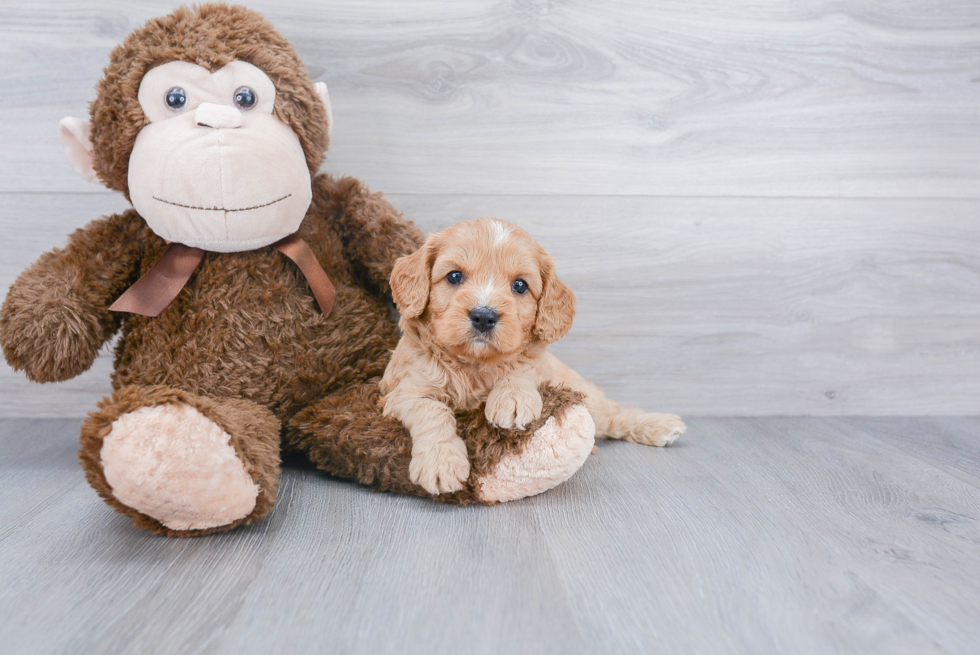 Energetic Cavoodle Poodle Mix Puppy