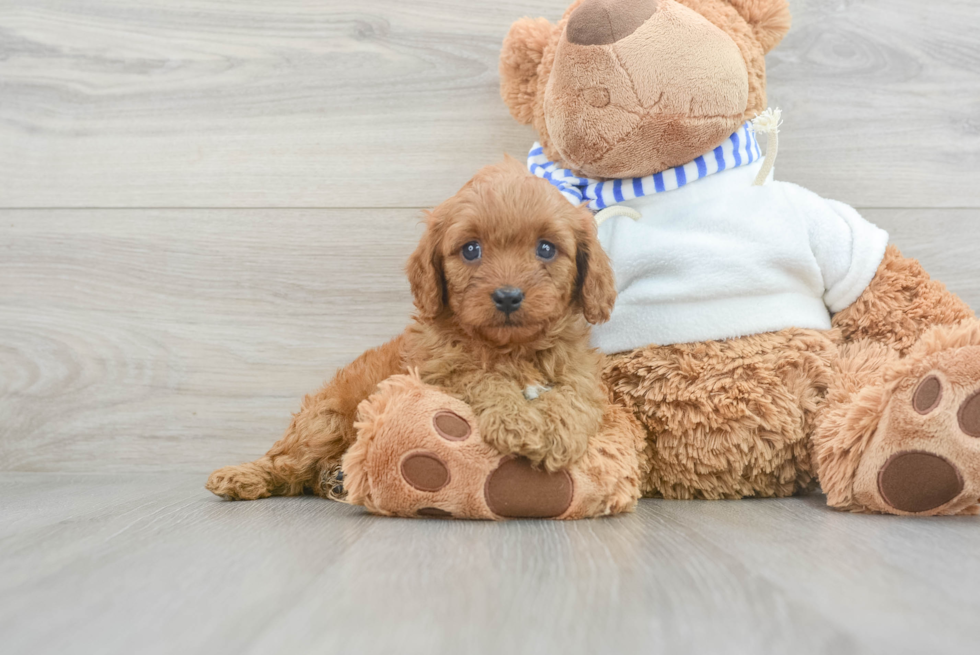 Cavapoo Pup Being Cute