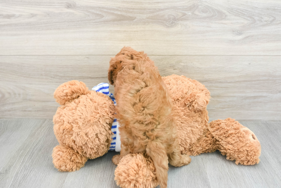 Cavapoo Pup Being Cute