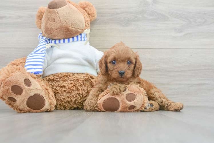 Cavapoo Pup Being Cute