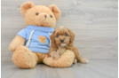 Best Cavapoo Baby