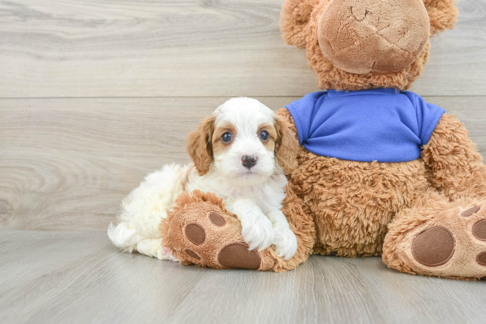 Happy Cavapoo Baby