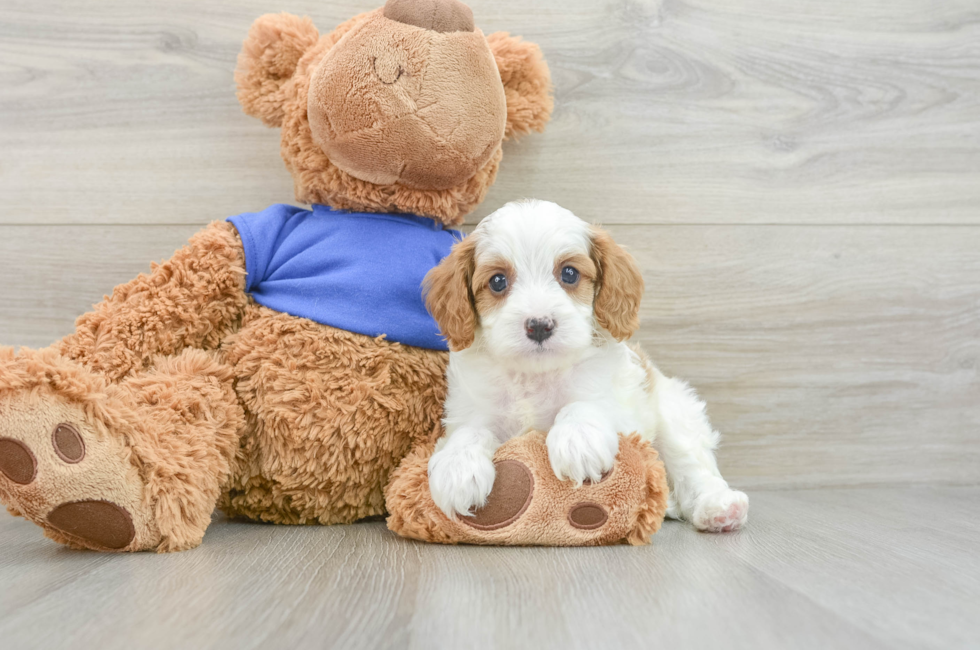 7 week old Cavapoo Puppy For Sale - Premier Pups