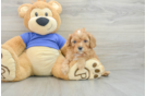 Cavapoo Puppy for Adoption