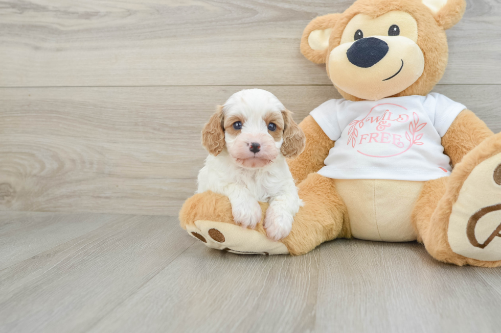 Funny Cavapoo Poodle Mix Pup