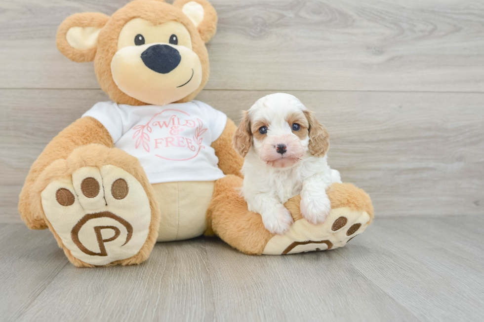 Popular Cavapoo Poodle Mix Pup