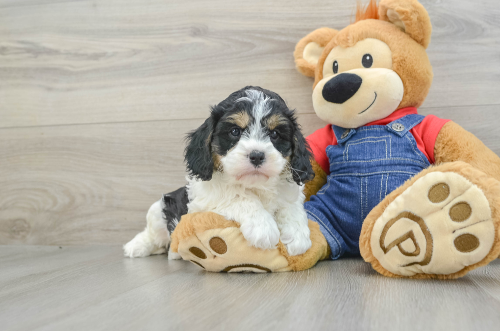 6 week old Cavapoo Puppy For Sale - Premier Pups