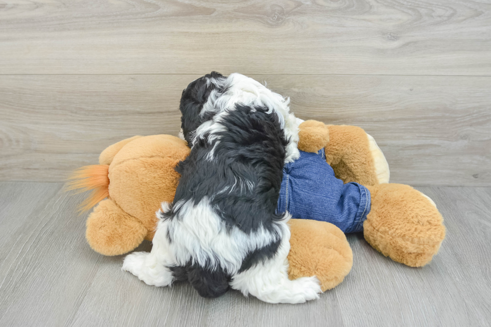 Cavapoo Puppy for Adoption