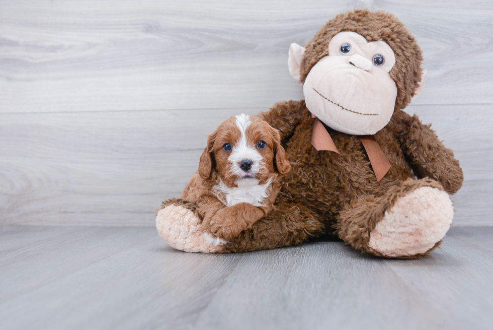 Smart Cavapoo Poodle Mix Pup