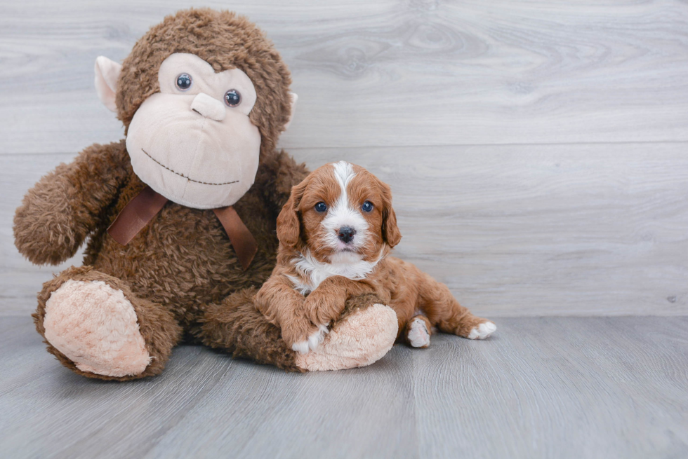 Happy Cavapoo Baby