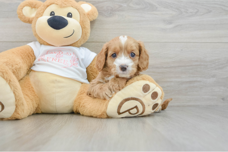 Cavapoo Puppy for Adoption