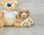 8 week old Cavapoo Puppy For Sale - Premier Pups