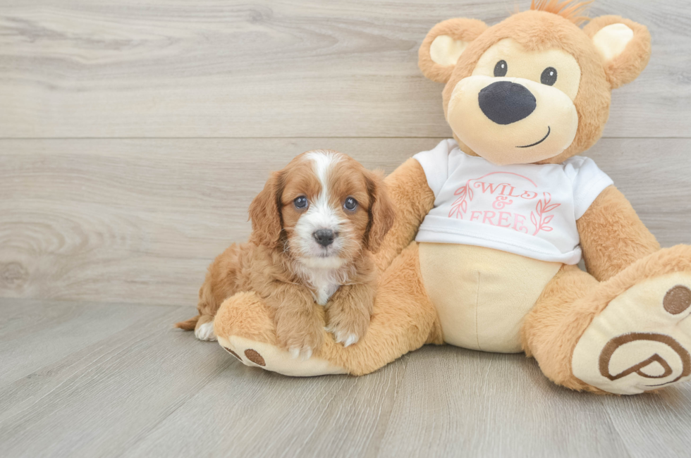 7 week old Cavapoo Puppy For Sale - Premier Pups