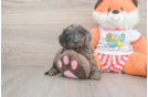 Best Cavapoo Baby