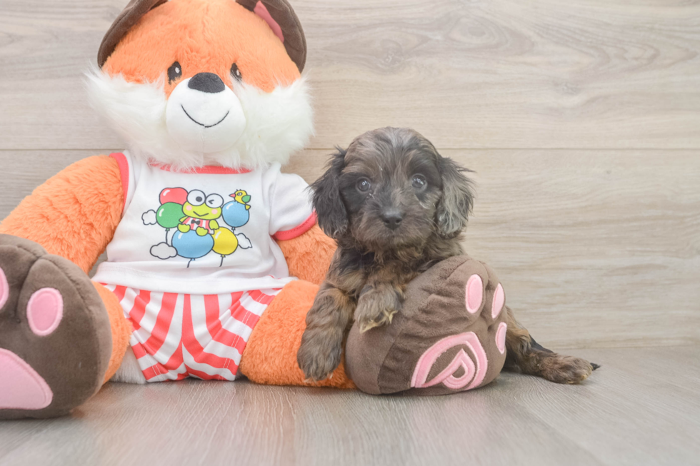 Cavapoo Pup Being Cute