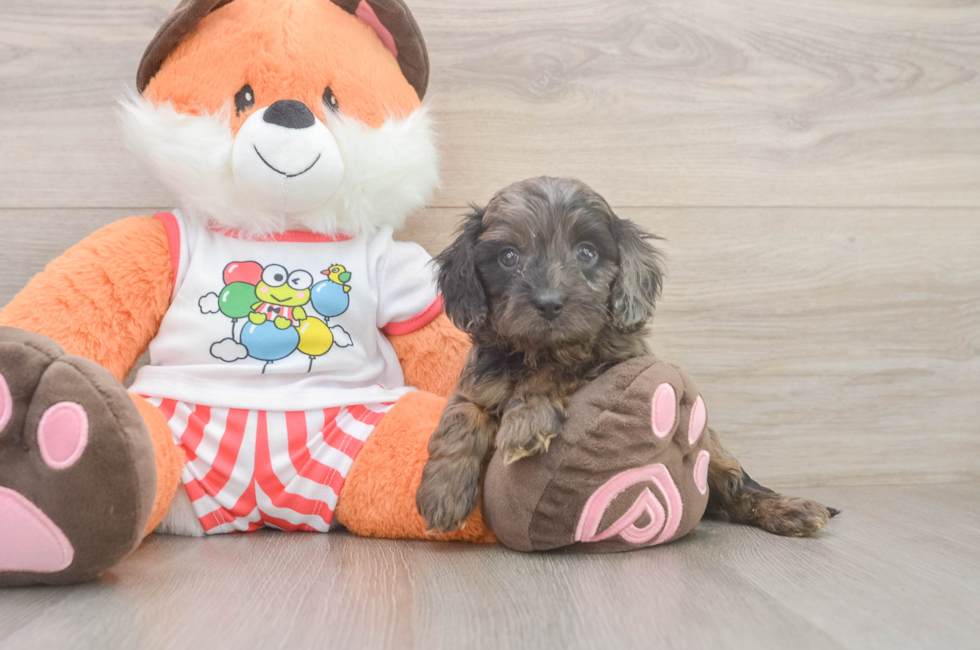 5 week old Cavapoo Puppy For Sale - Premier Pups