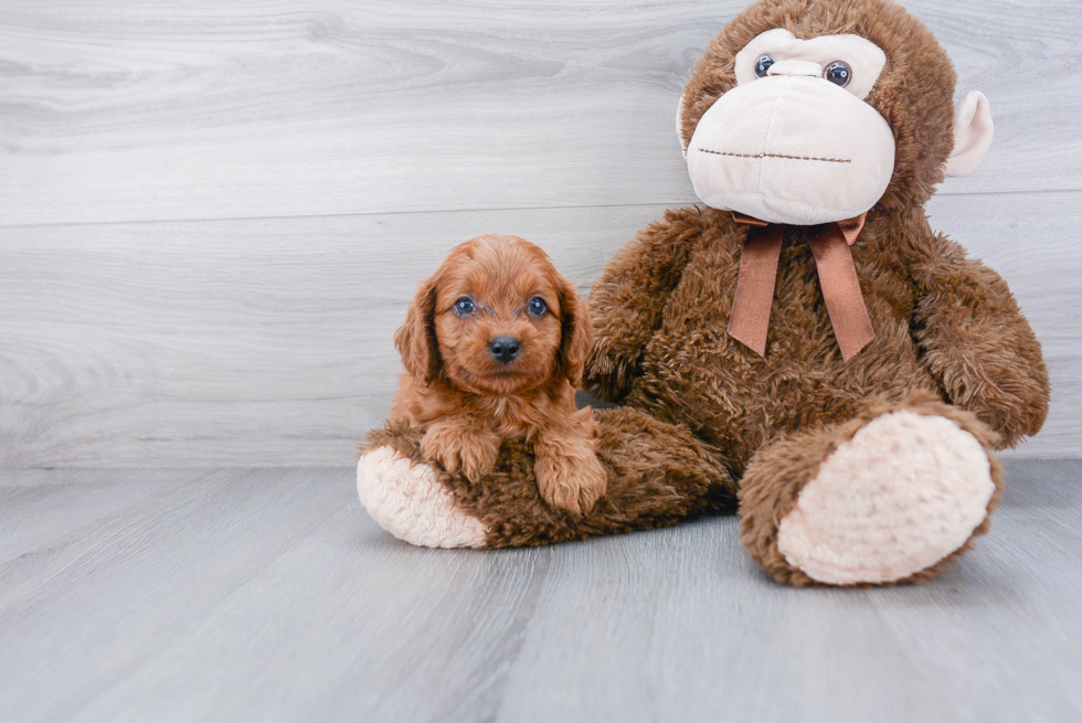 Cavapoo Pup Being Cute