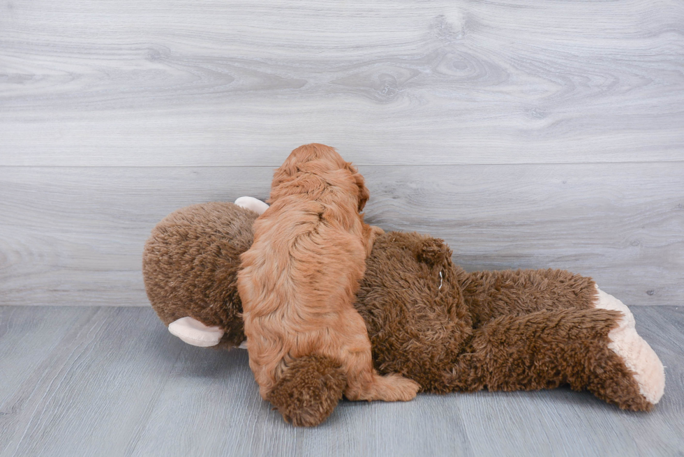 Friendly Cavapoo Baby