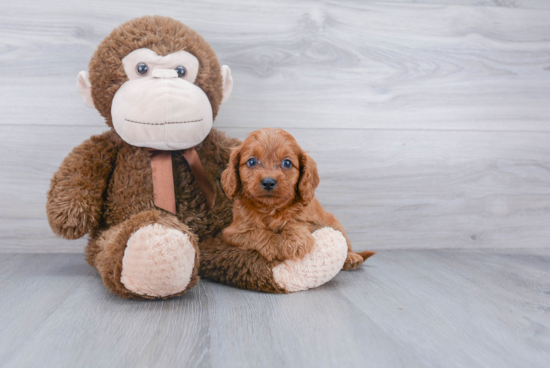 Best Cavapoo Baby