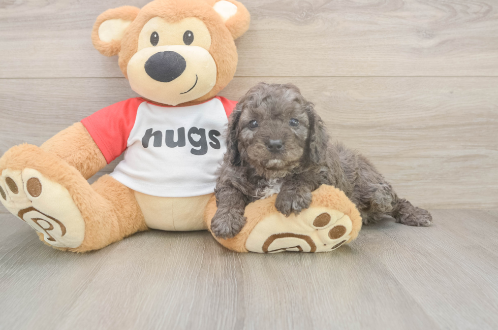 5 week old Cavapoo Puppy For Sale - Premier Pups