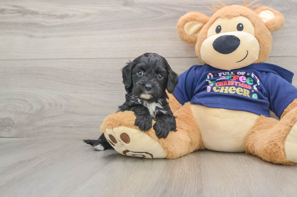5 week old Cavapoo Puppy For Sale - Premier Pups