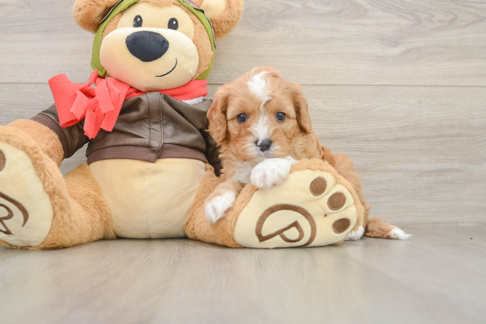 Cavapoo Pup Being Cute