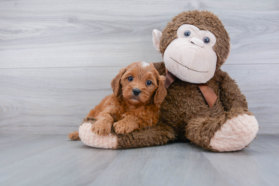 Small Cavapoo Baby