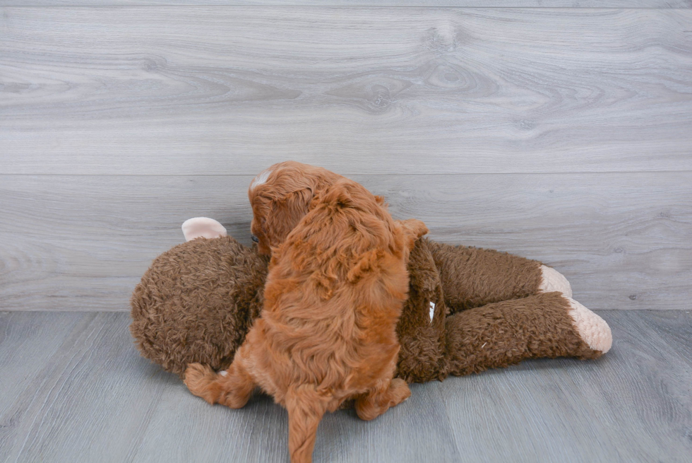 Popular Cavapoo Poodle Mix Pup