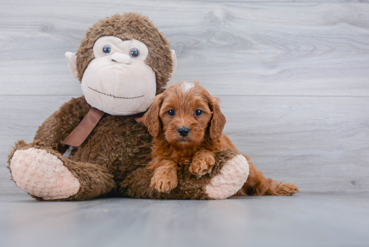 Funny Cavapoo Poodle Mix Pup