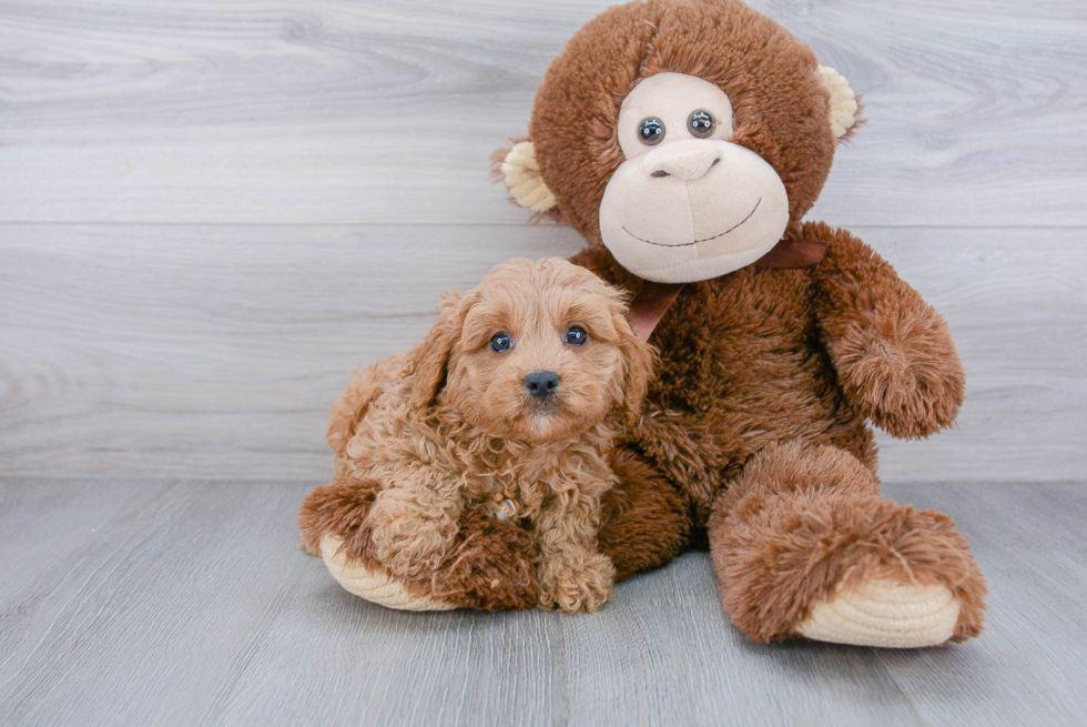 Cavapoo Pup Being Cute