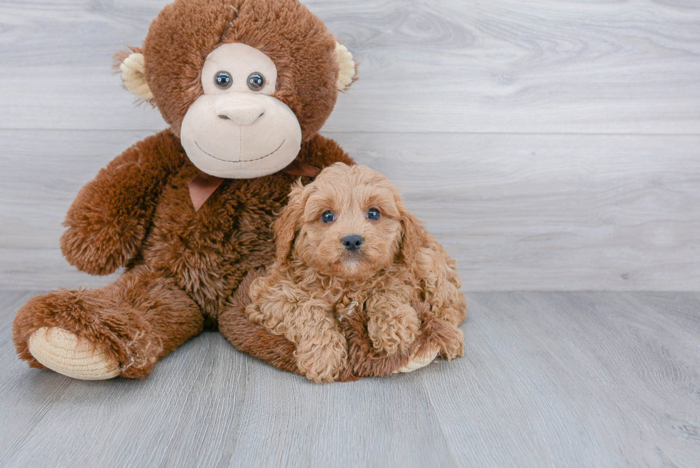 Best Cavapoo Baby