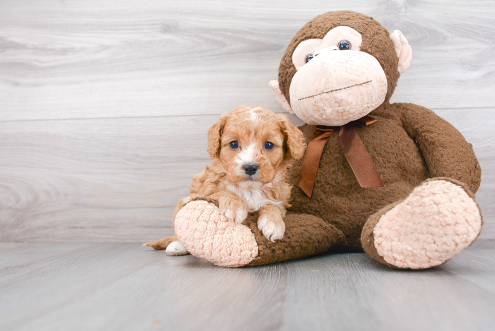 Small Cavapoo Baby