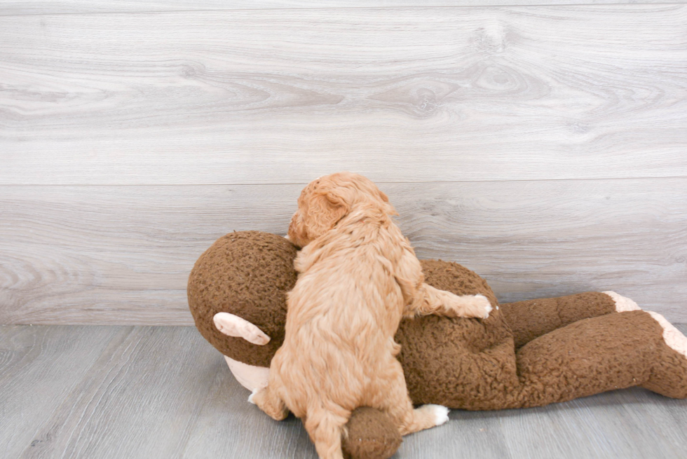 Happy Cavapoo Baby