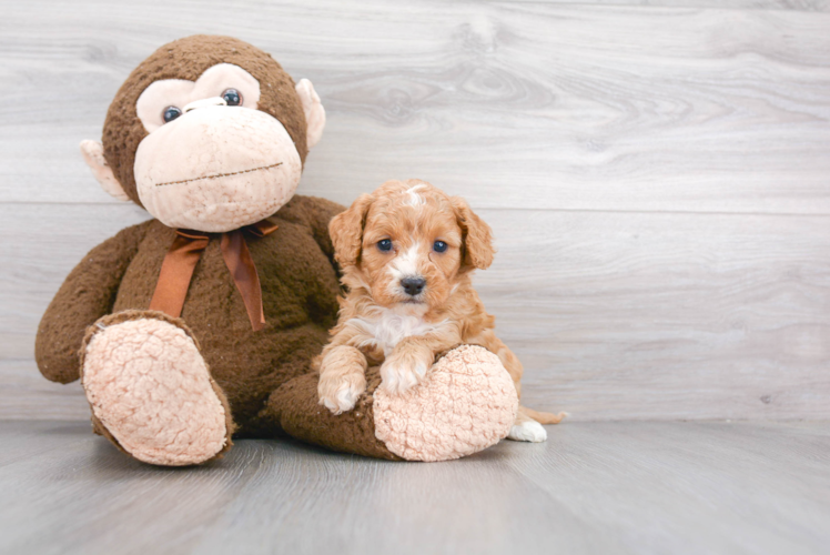 Cavapoo Pup Being Cute